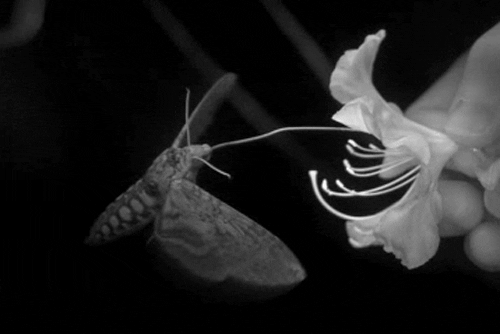 moth